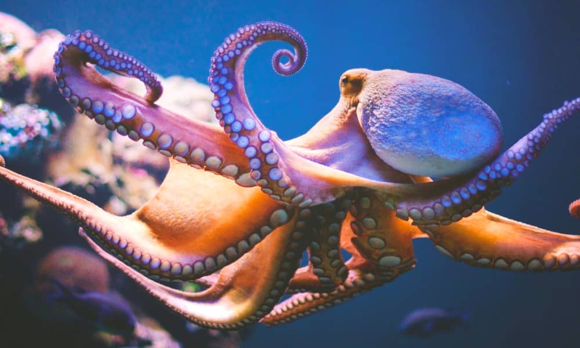 Cambio climático amenaza supervivencia del pulpo maya en Yucatán
