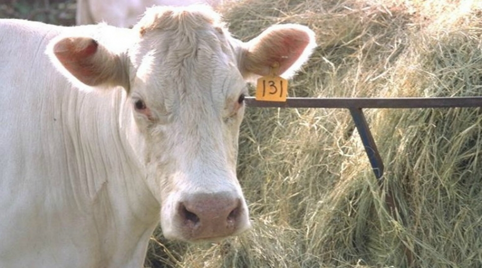 Exigen productores más vigilancia para evitar el robo de ganado