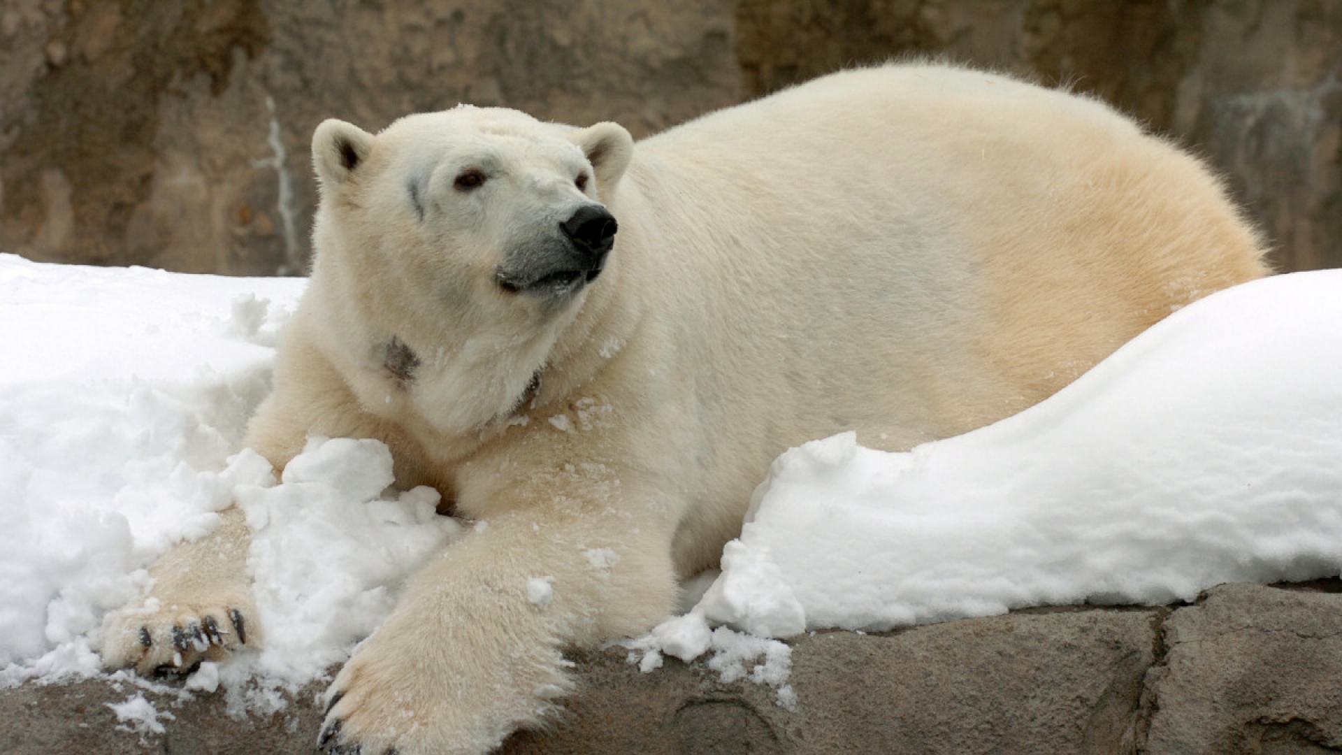 Oso polar disfruta de la nieve en zoológico de Washington