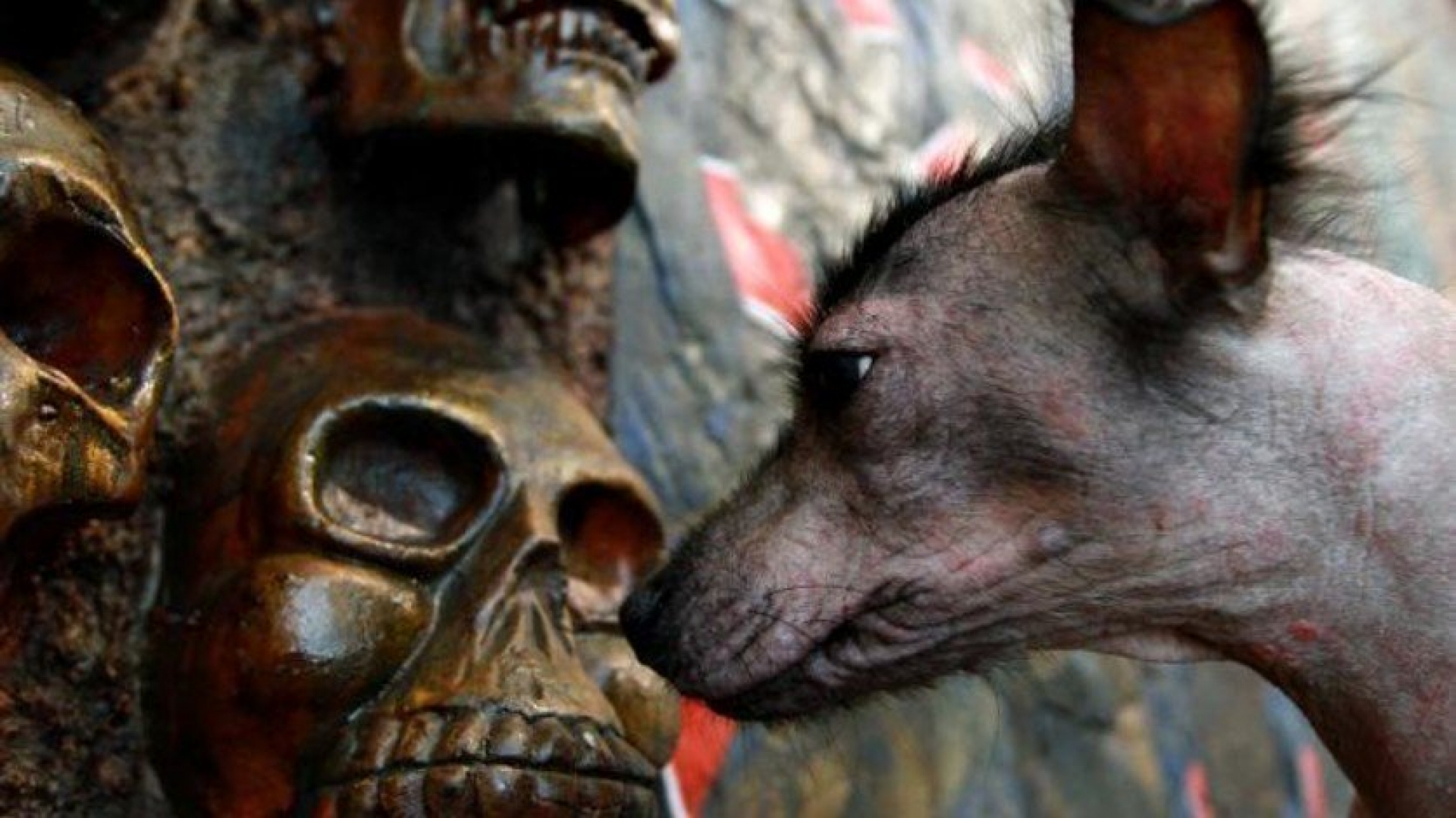 Xoloitzcuintle: 8 datos que no sabías sobre el perro mexicano que era adorado por los mexicas