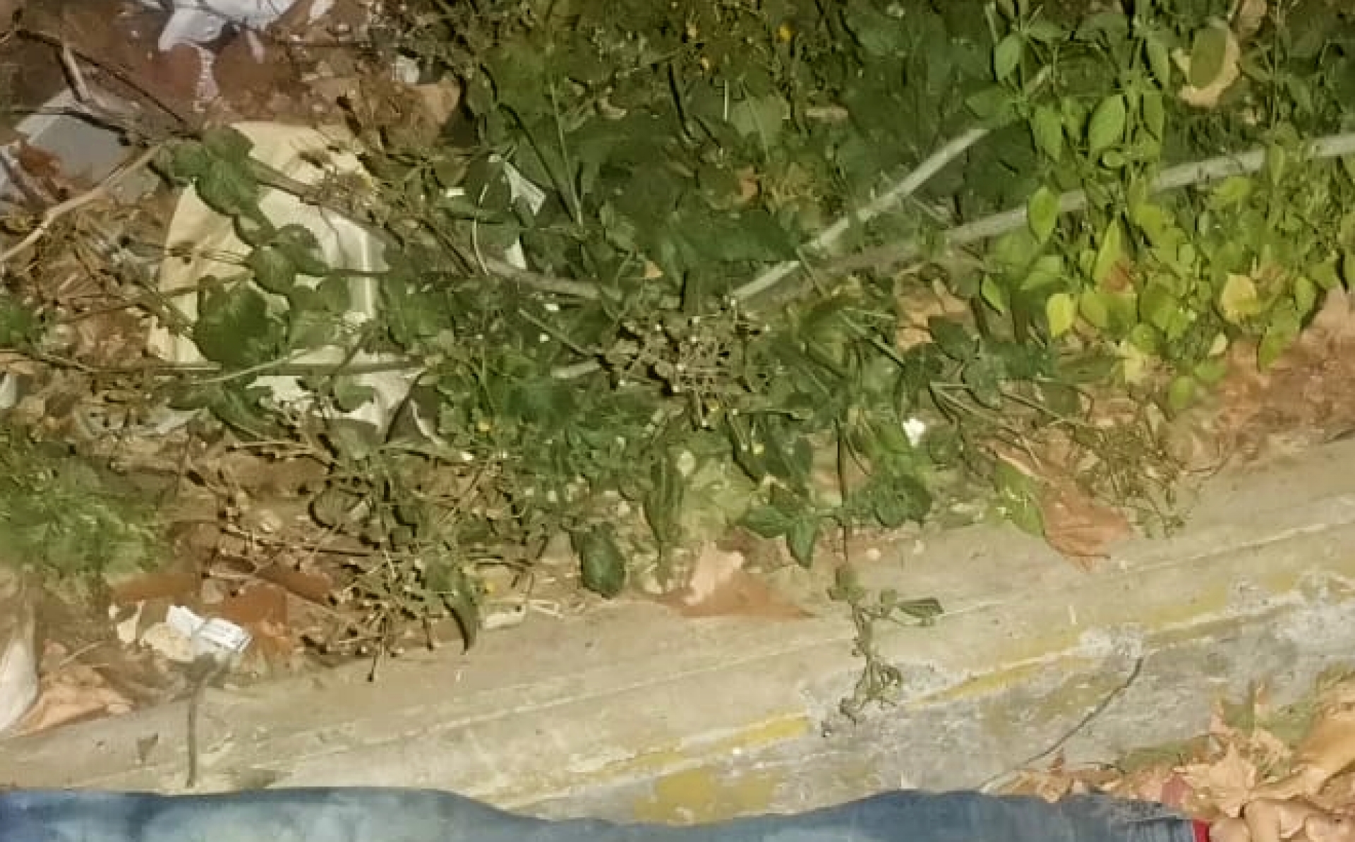 Hallan un cadáver maniatado debajo de un puente, en Chamilpa