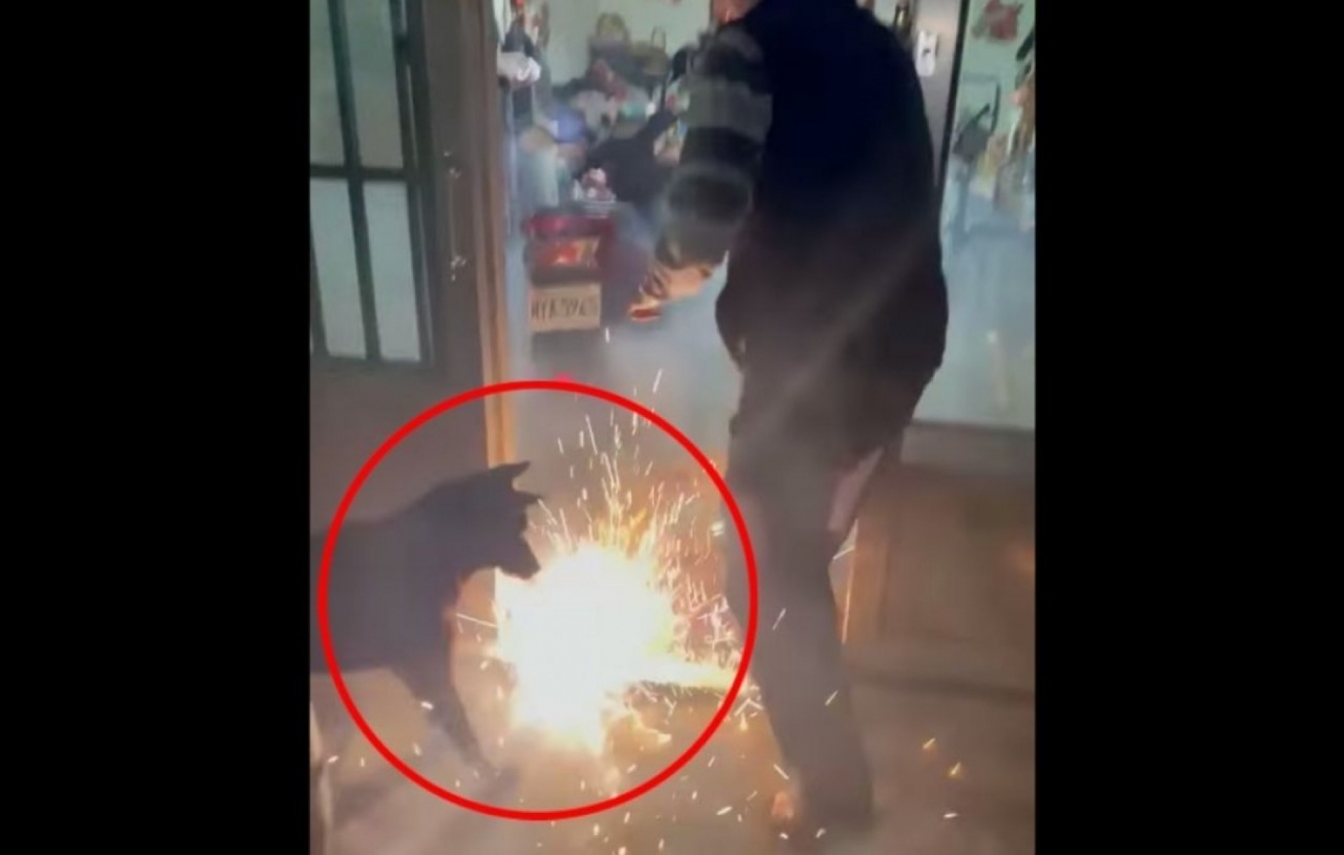 Perrito toma un cohete con su hocico y lo mete a su casa