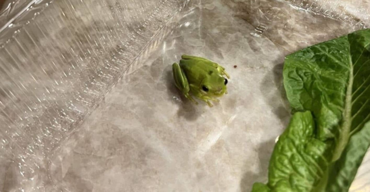 Joven encuentra rana en su ensalada y la adopta