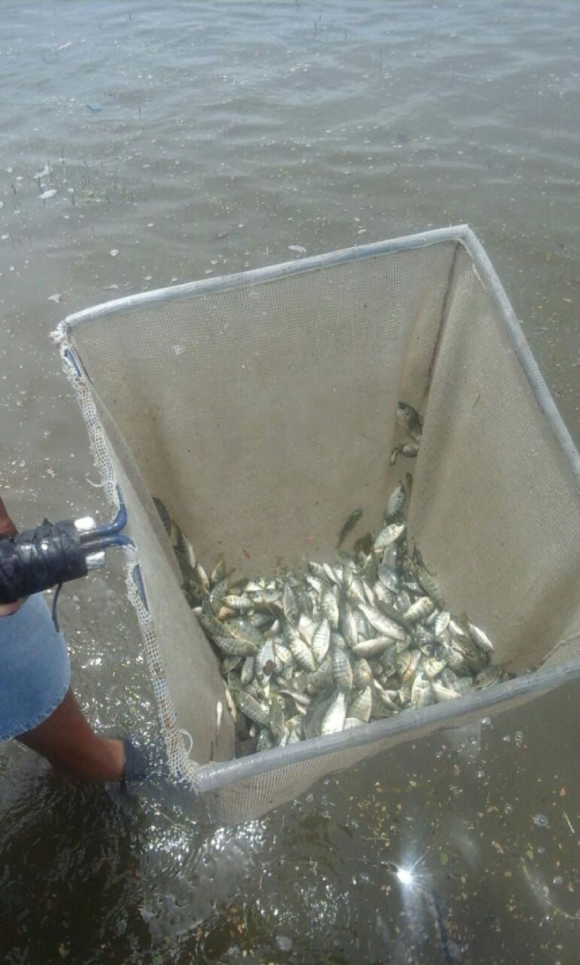 Introducen pescadores 200 mil crías de tilapia en las lagunas de Miacatlán