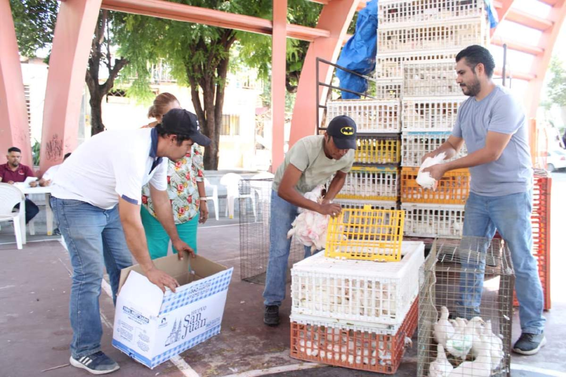 Entregan paquetes de gallinas ponedoras en Jojutla