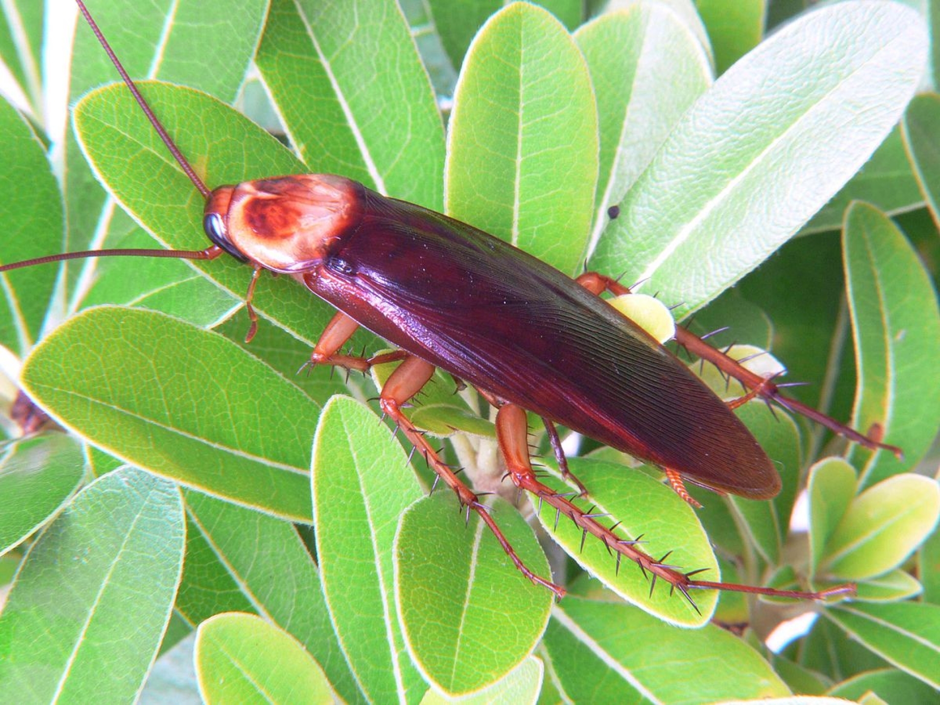 Zoológico le pone el nombre de tu ex a una cucaracha para que veas cómo se la comen