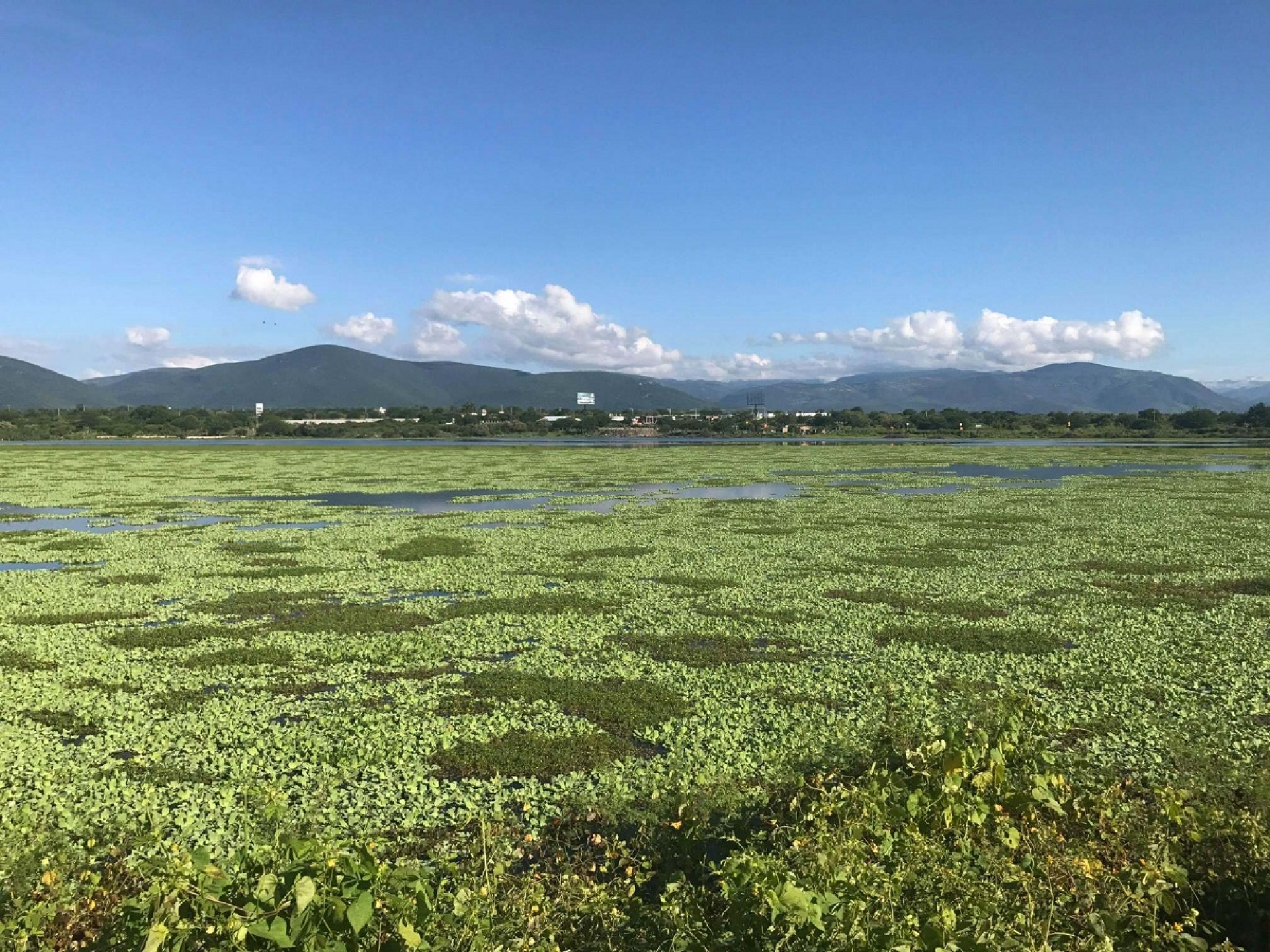Las lagunas de Apancingo continúan invadidas por lirio acuático