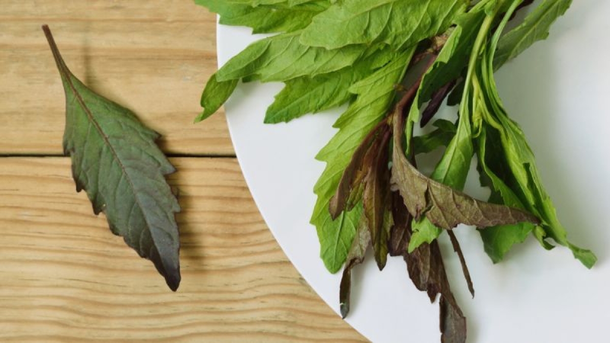 ¿Para qué sirve el té de epazote? Descubre las grandes propiedades de esta hierba