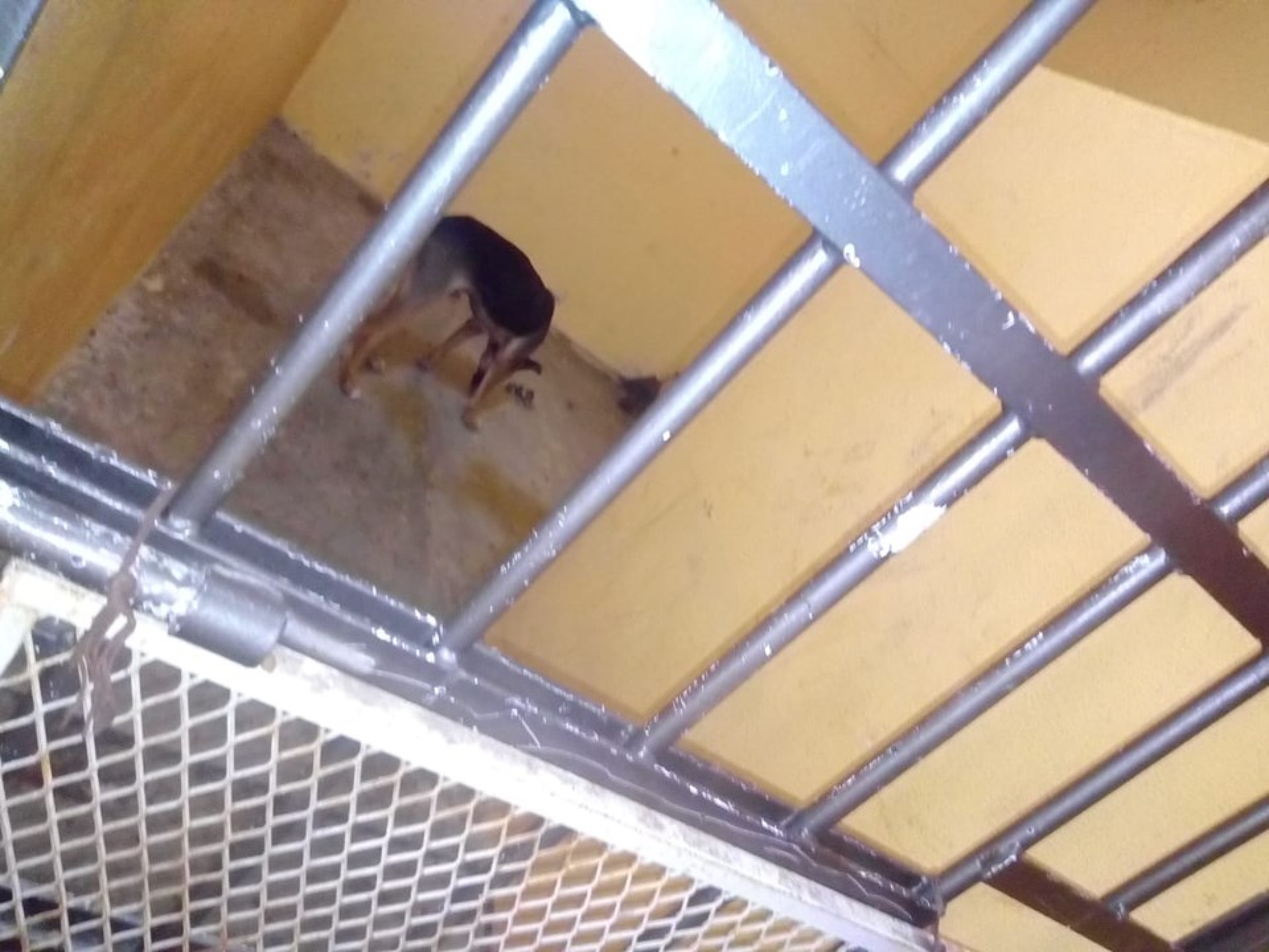 Alcalde en Oaxaca manda encarcelar a perro por morder a señora