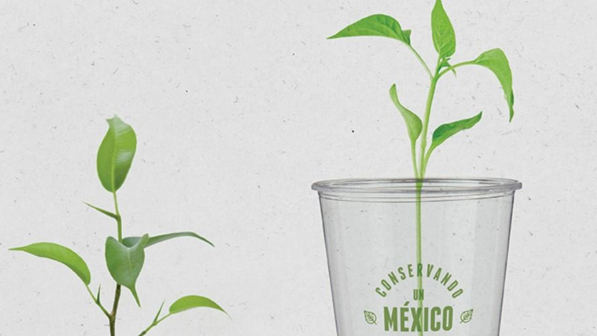 Con lo que dejas del elote, ellos hacen vasos y bolsas 'verdes'