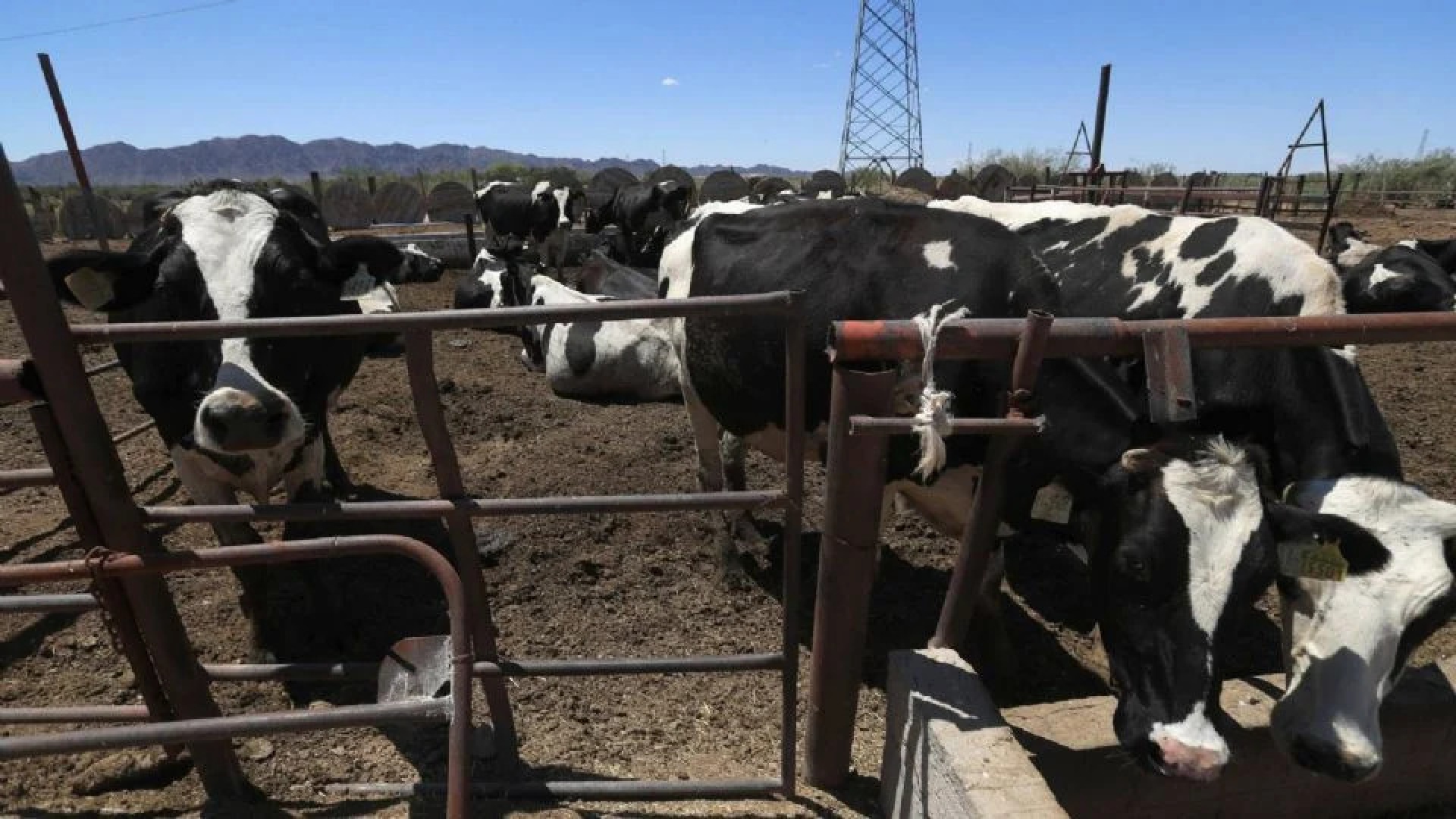 Reportan nuevo caso de gusano barrenador en Nuevo León, cerca de la frontera