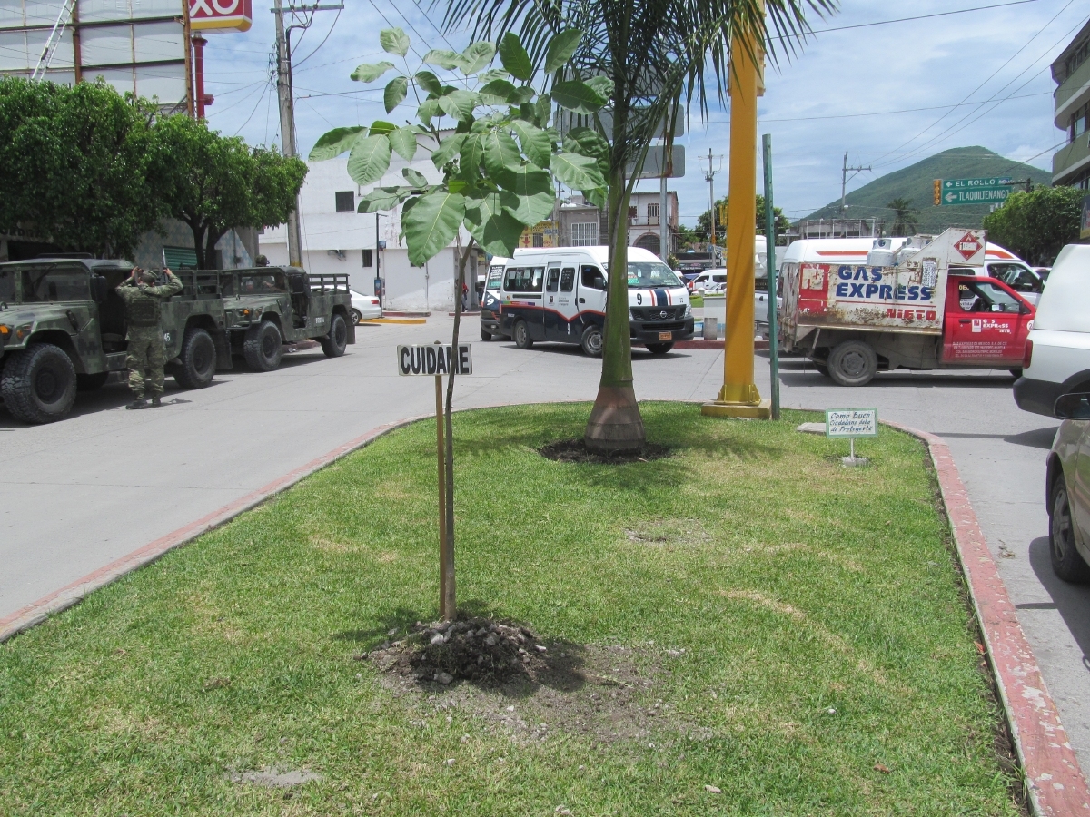 Entregarán cinco mil árboles para su siembra en Jojutla