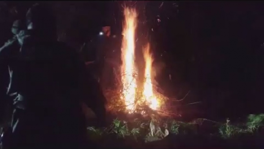 Localizan plantío de marihuana en Oacalco