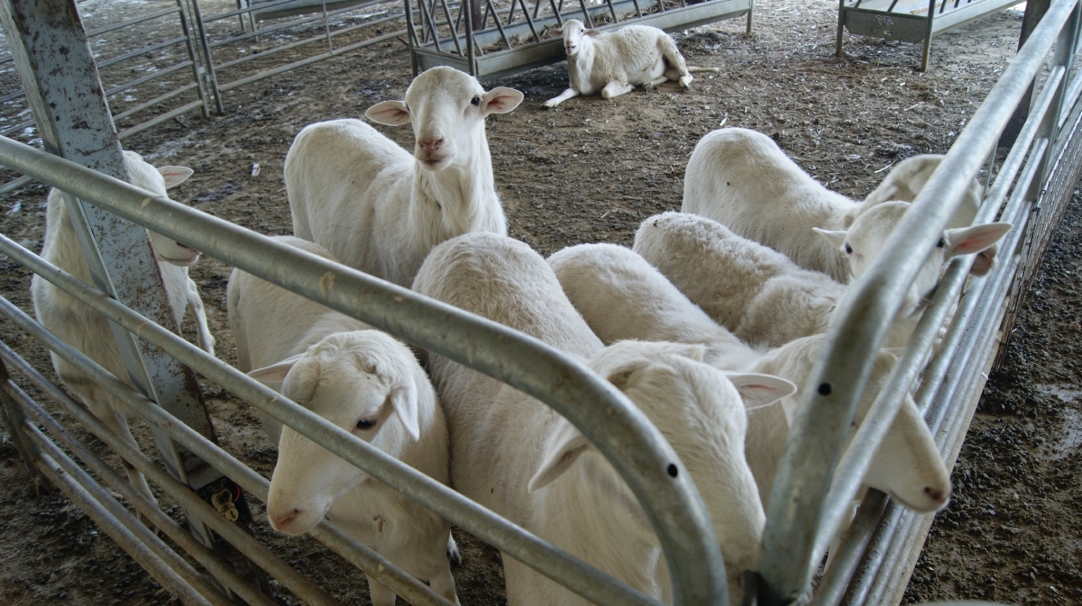 La Facultad de Ciencias Agropecuarias investiga nutrición y reproducción en ovejas