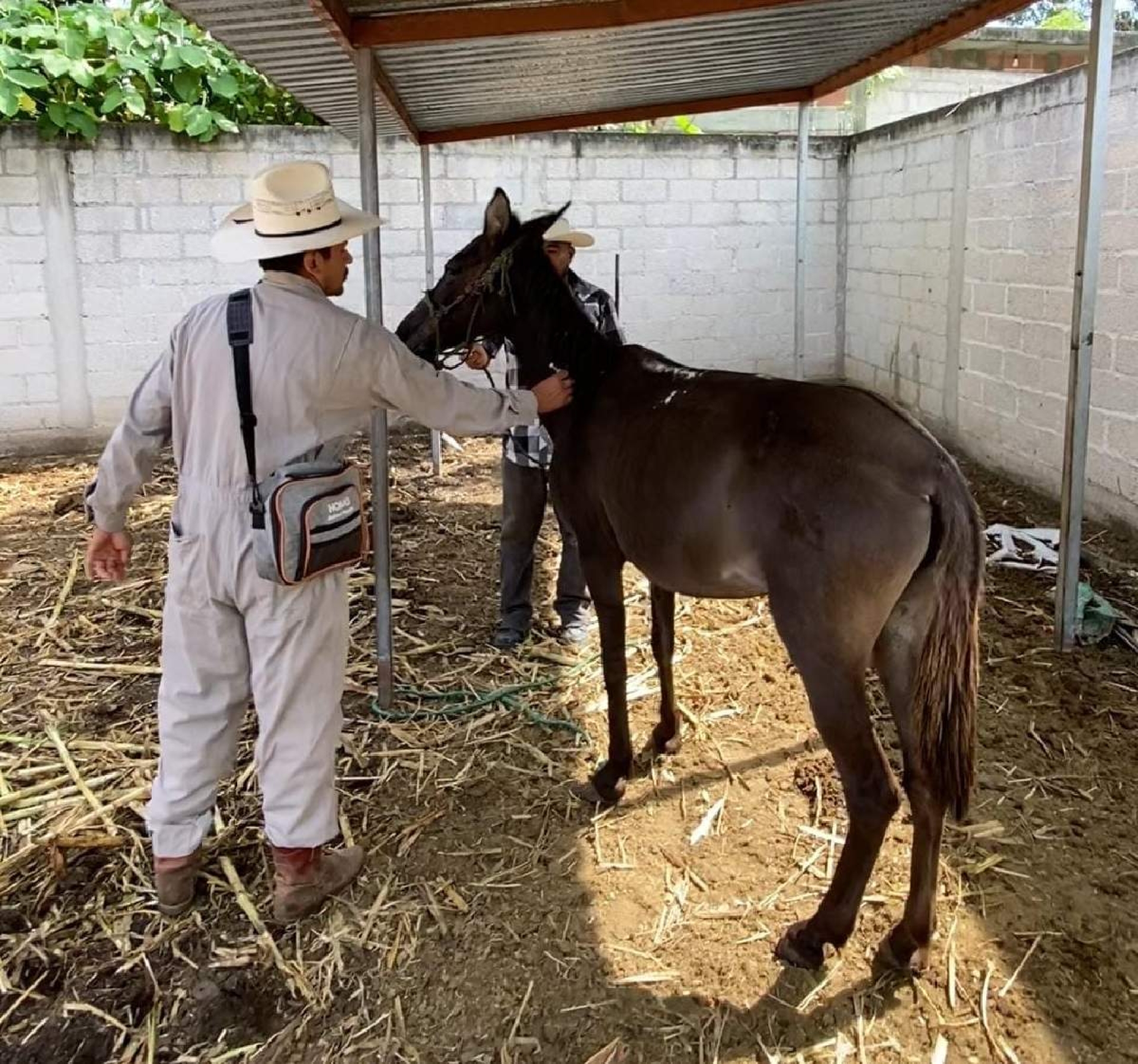 Mantienen cerco sanitario para contener caso de rabia en una vaca