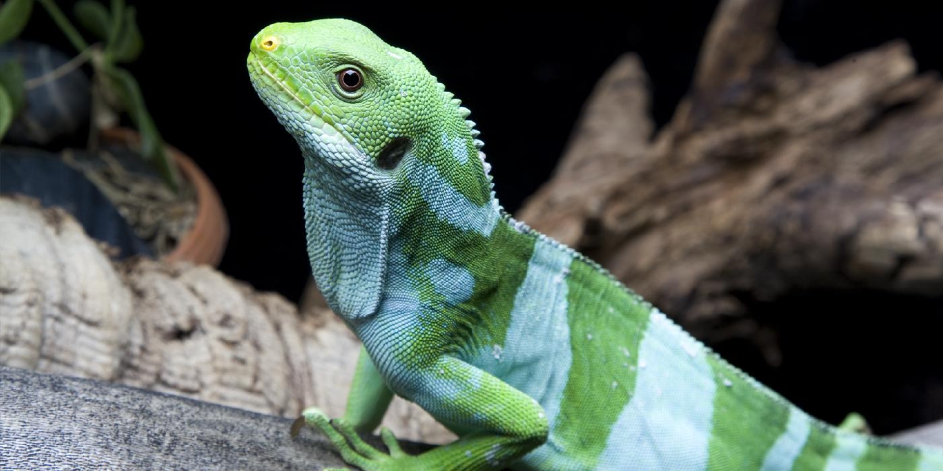 Iguanas del Pacífico cruzaron el océano en balsas hace 30 millones de años