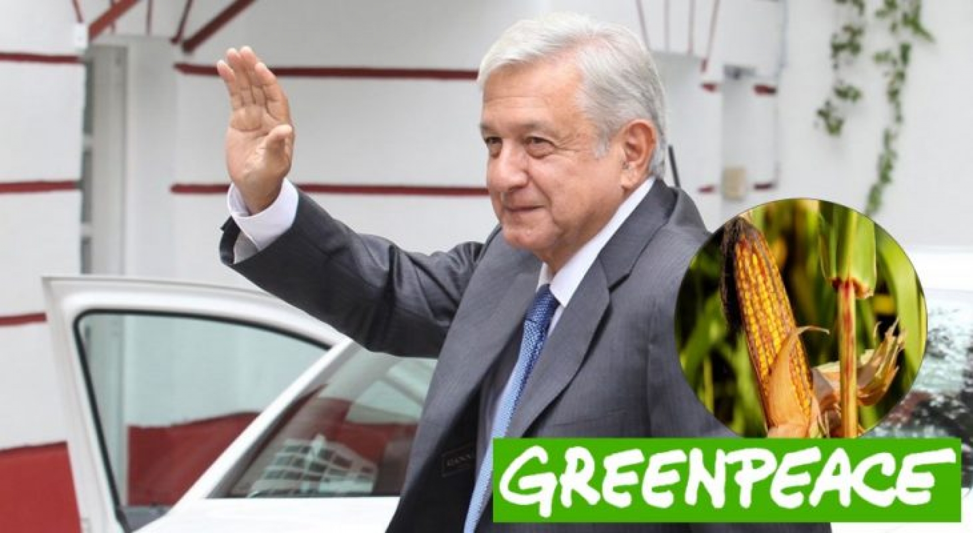 Greenpeace da reconocimiento a AMLO por comprometerse a proteger el maíz nativo