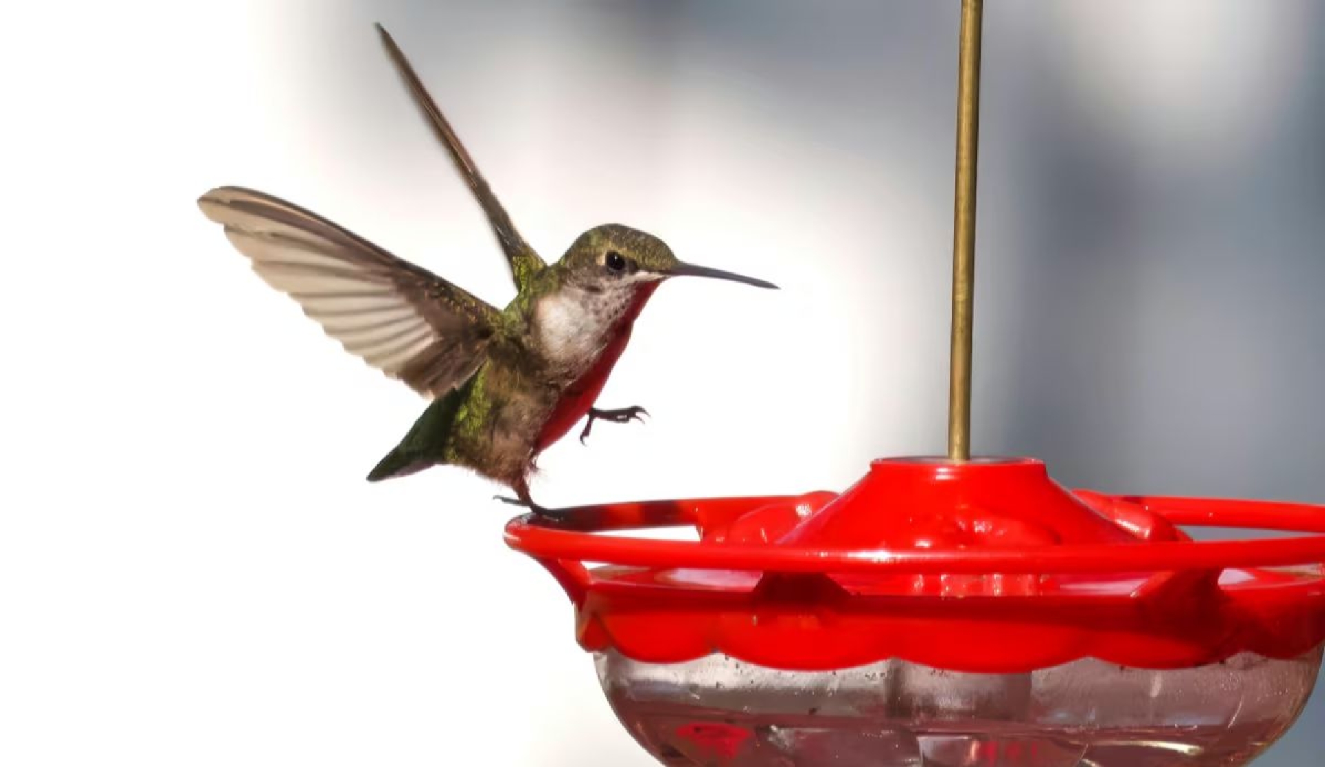 Cómo preparar néctar casero para colibríes y mantenerlo siempre fresco