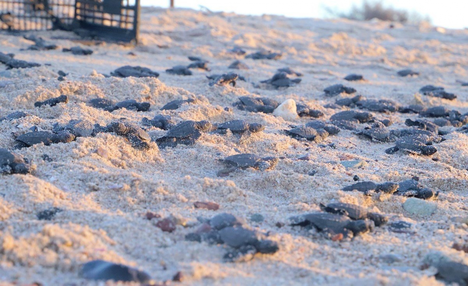 Nacen miles de Tortugas en playas de Sonora