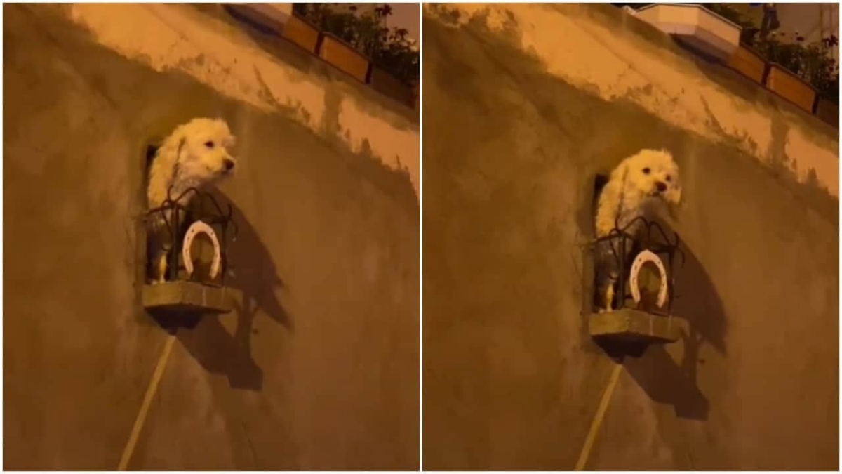 Construyen mini balcón para un perrito