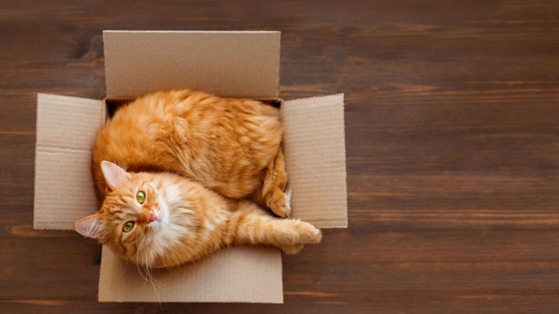 ¿Por qué tu gato ama las cajas? UNAM explica la singular razón