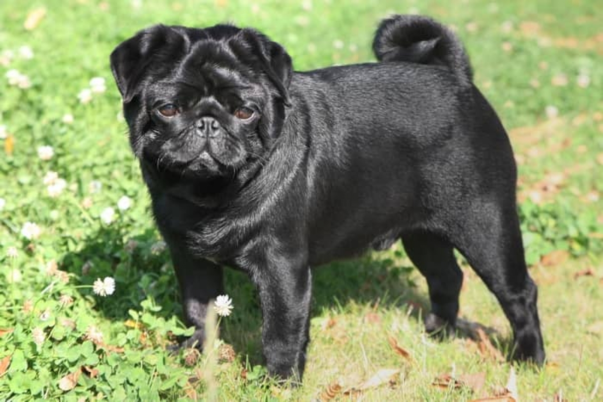 Conoce los problemas recurrentes en los perros Pug