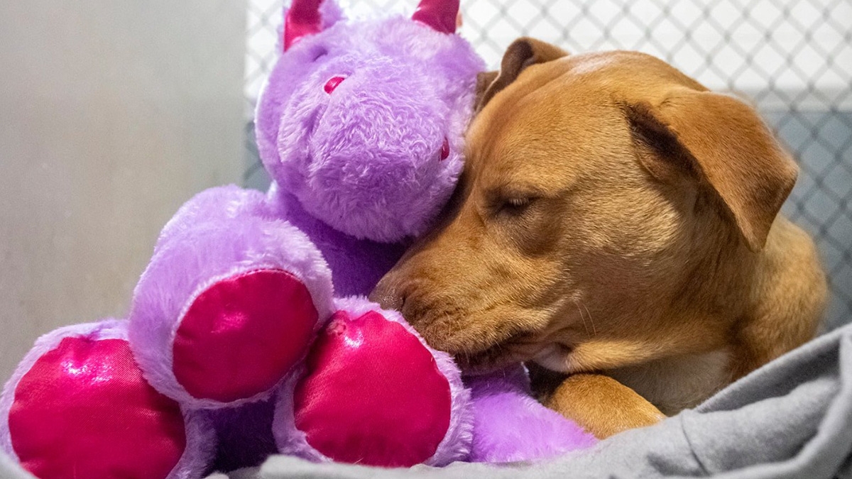 Perro roba Unicornio varias veces hasta que se lo compraron