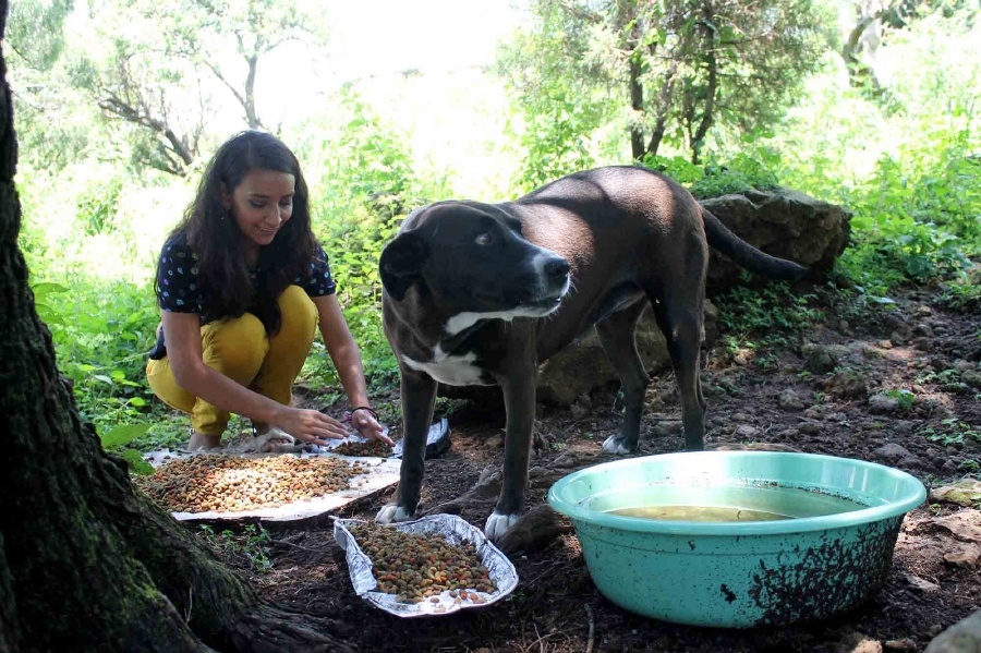 Esterilizan a perros que viven en instalaciones de la UAEM