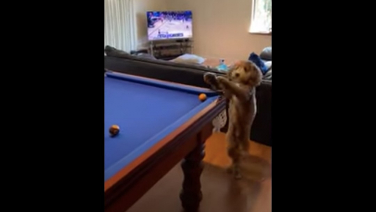 Perro ayuda a su dueño a ganar en el billar