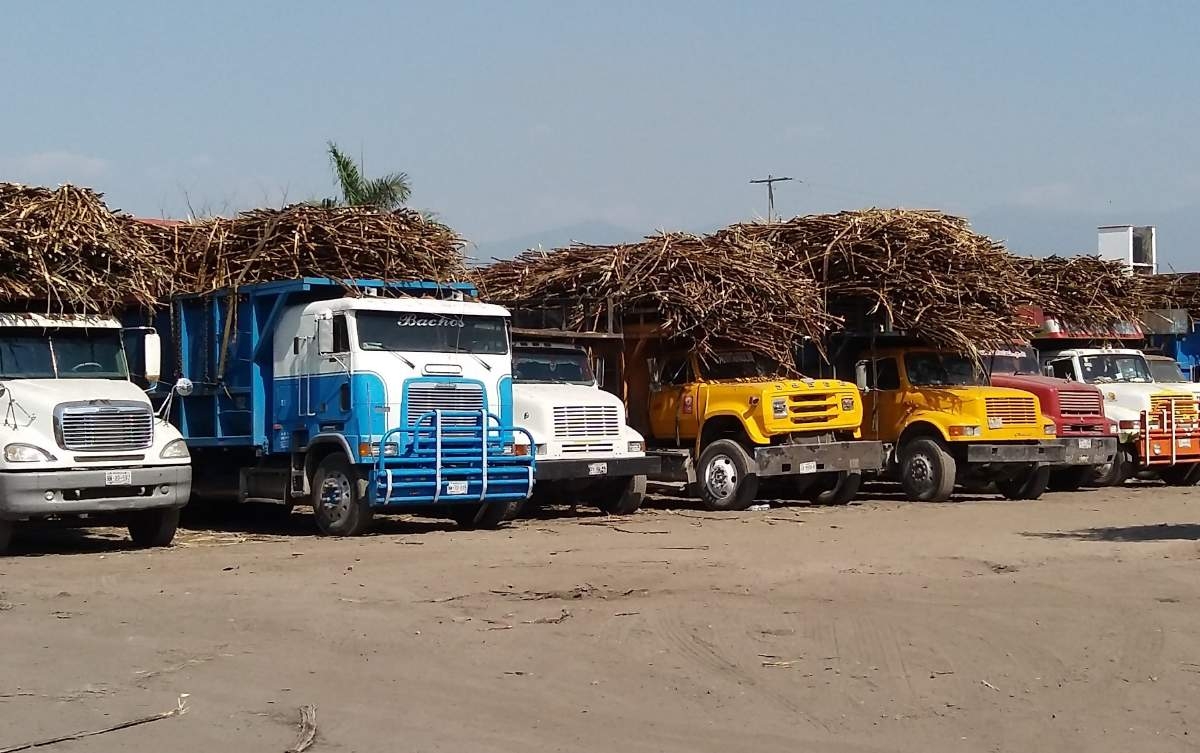 Se recupera la producción de azúcar en el ingenio Casasano