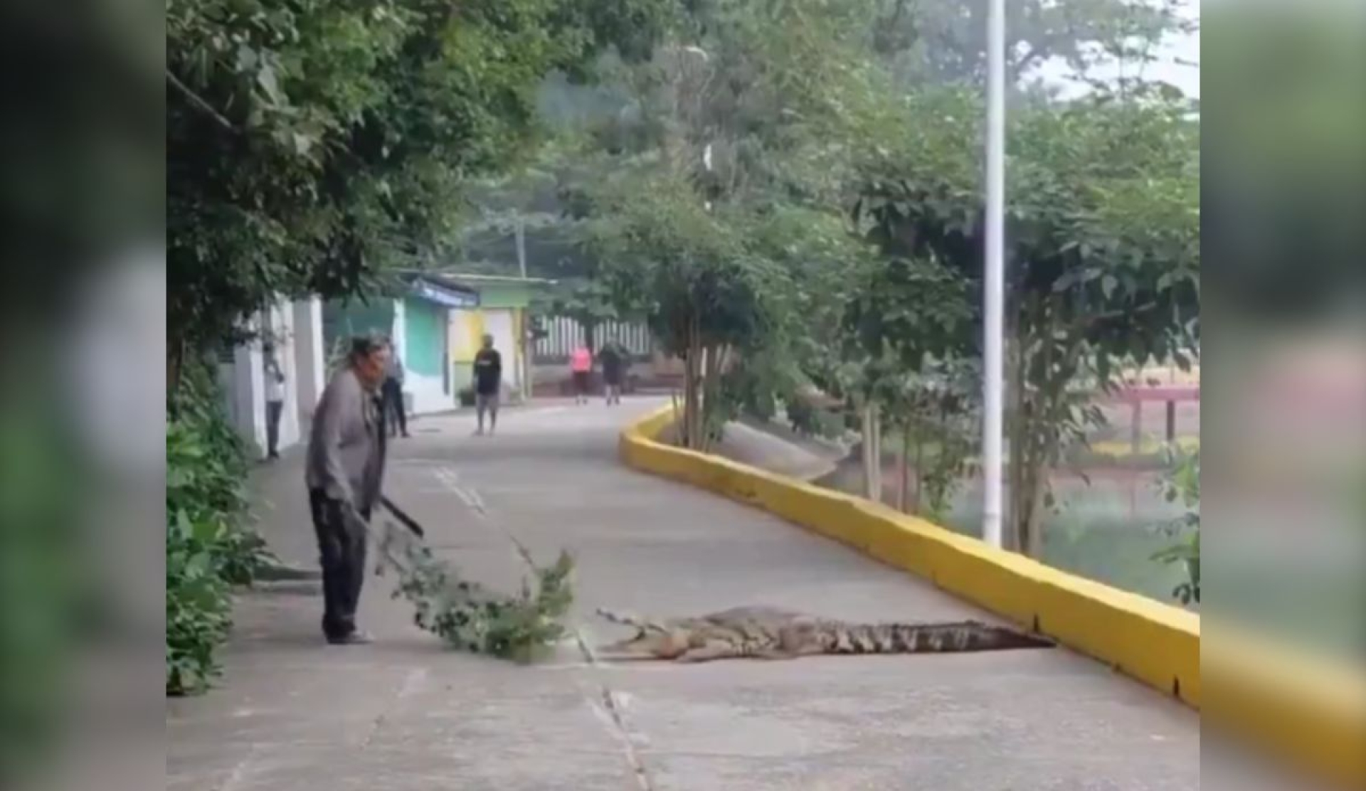Hombre enfrenta a cocodrilo con machete en calles de Ciudad Isla, Veracruz