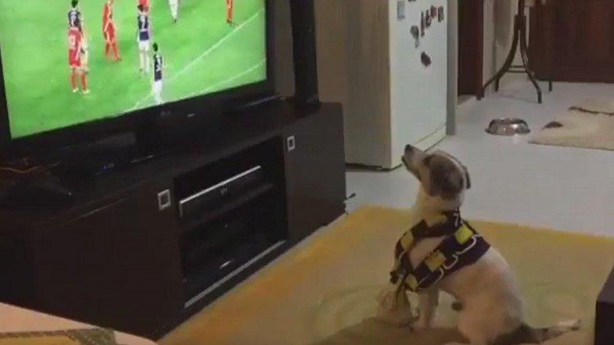 Un perrito que celebra los goles de su equipo