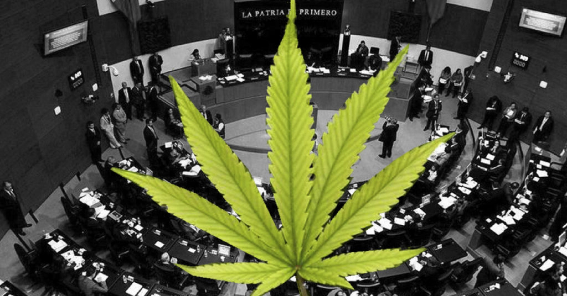 Diputados aprueban regulación para uso de la cannabis