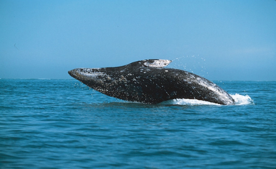 Ballena gris monta espectáculo en playa del sur de California