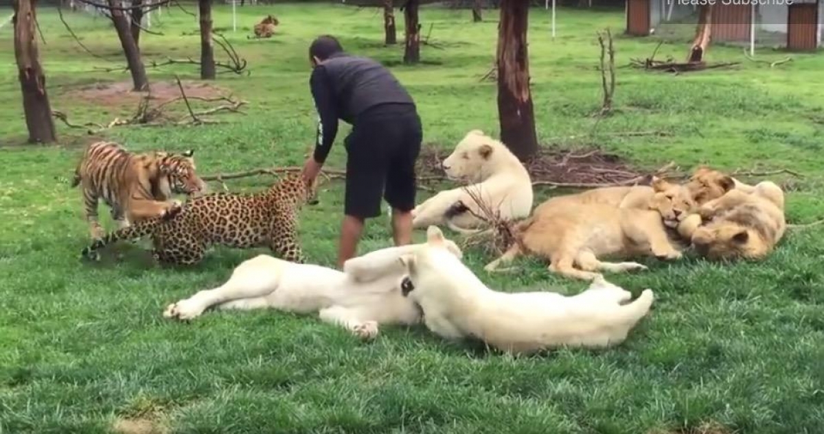 Tigre salva a hombre del ataque de un leopardo