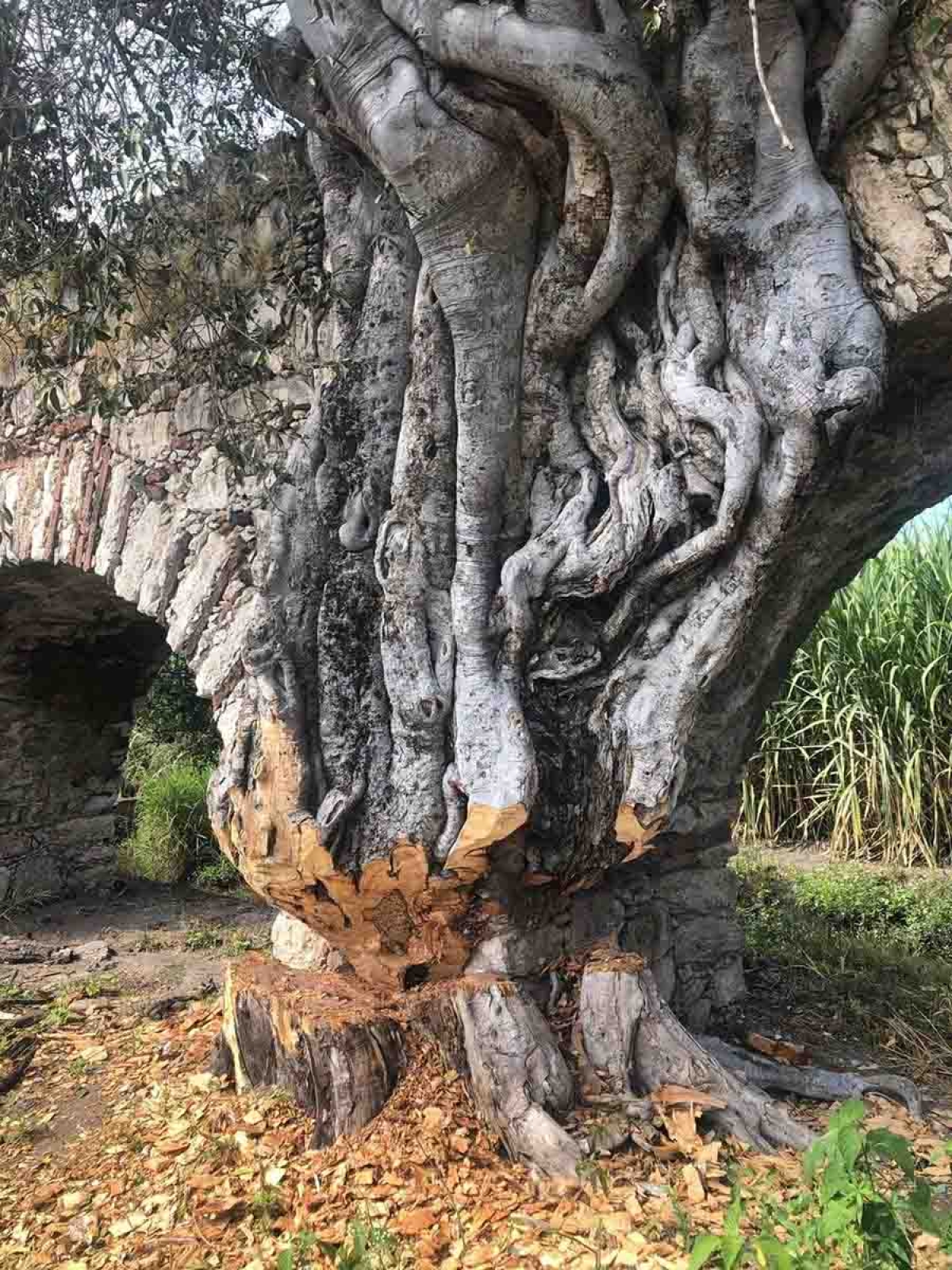 Arrestan a individuos por talar árboles centenarios en Cuautla