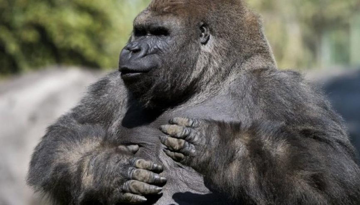Suspenden director de zoológicos tras muerte de Bantú