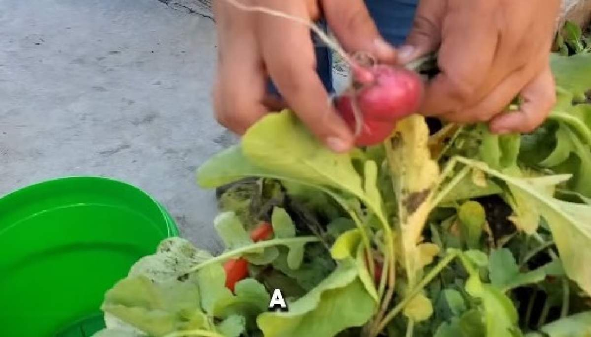 Desarrollan programa 'Escuela Verde' en Tlaltizapán