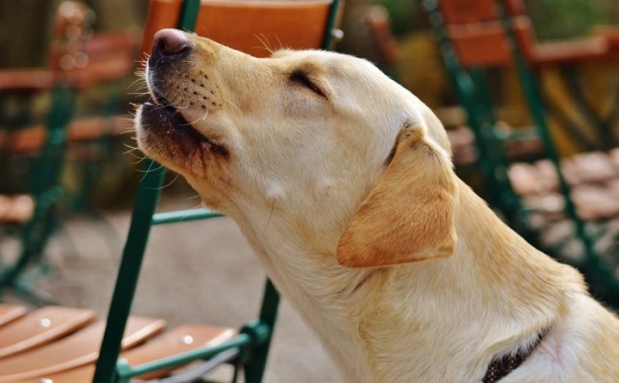 La verdadera razón por la que los perros aúllan cuando escuchan una sirena (no, no es por dolor)