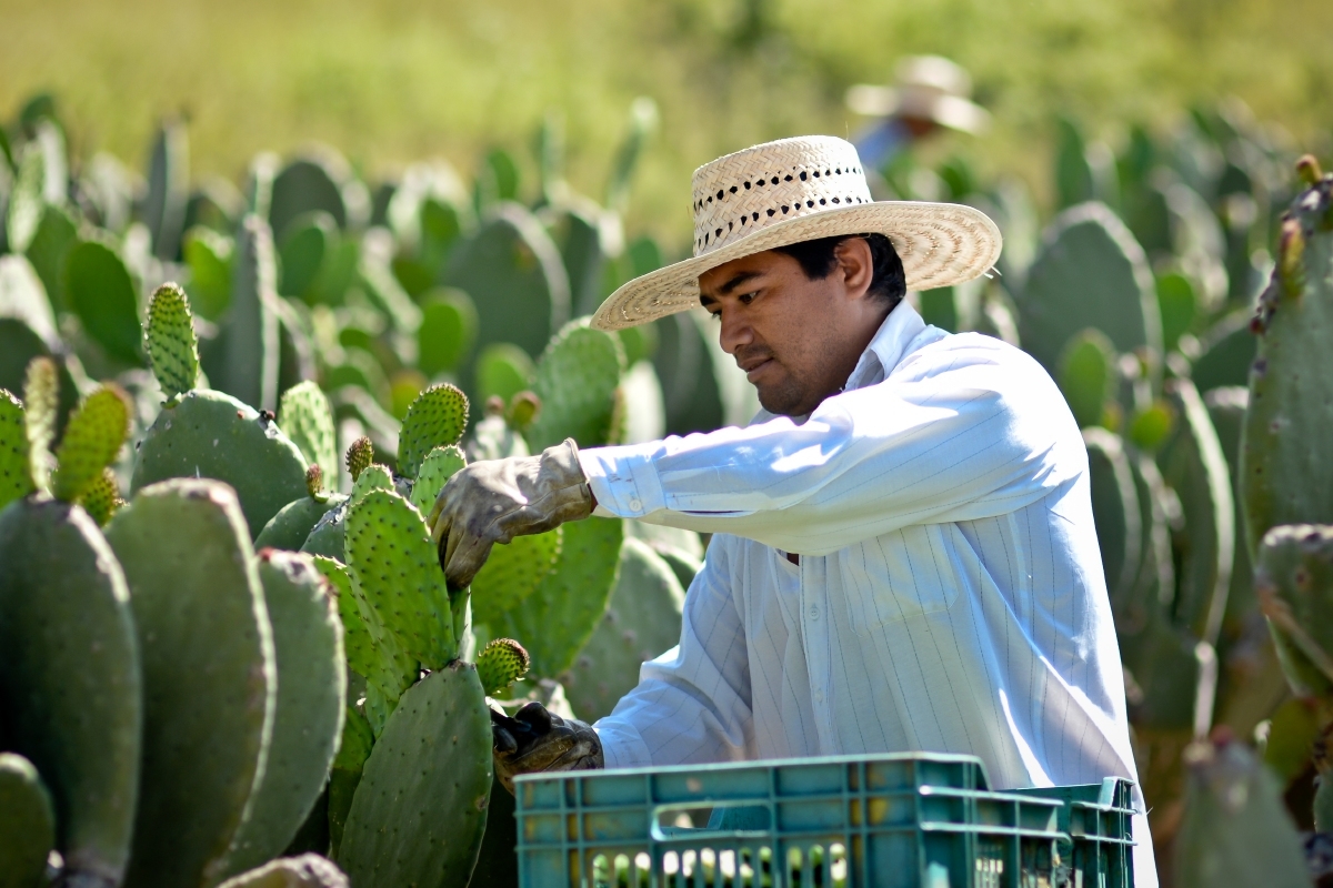 Seguro agrícola sólo tiene vigencia hasta este mes