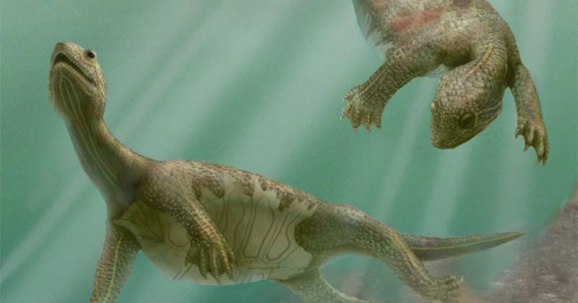 La abuela de las tortugas tenía dientes