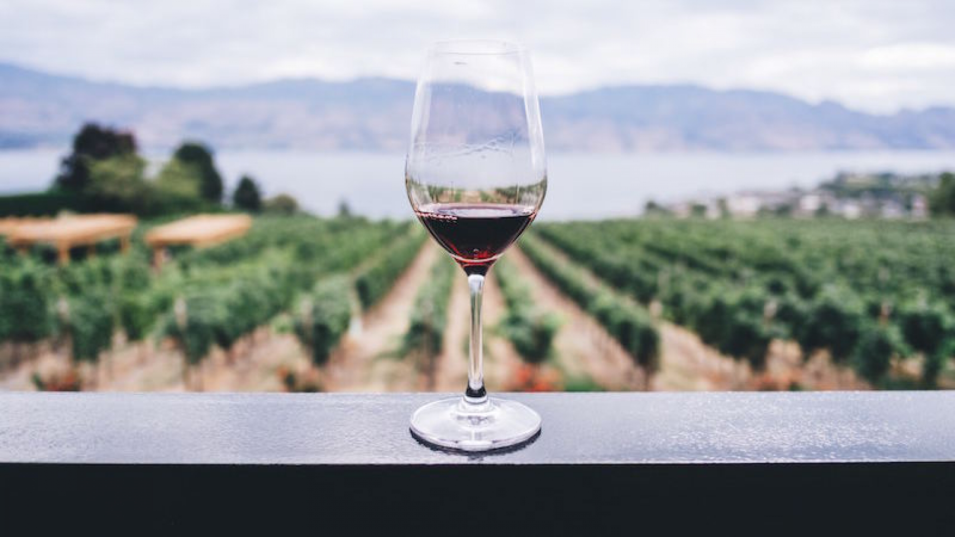 Por qué el diseño de una copa de vino puede afectar el sabor de la bebida