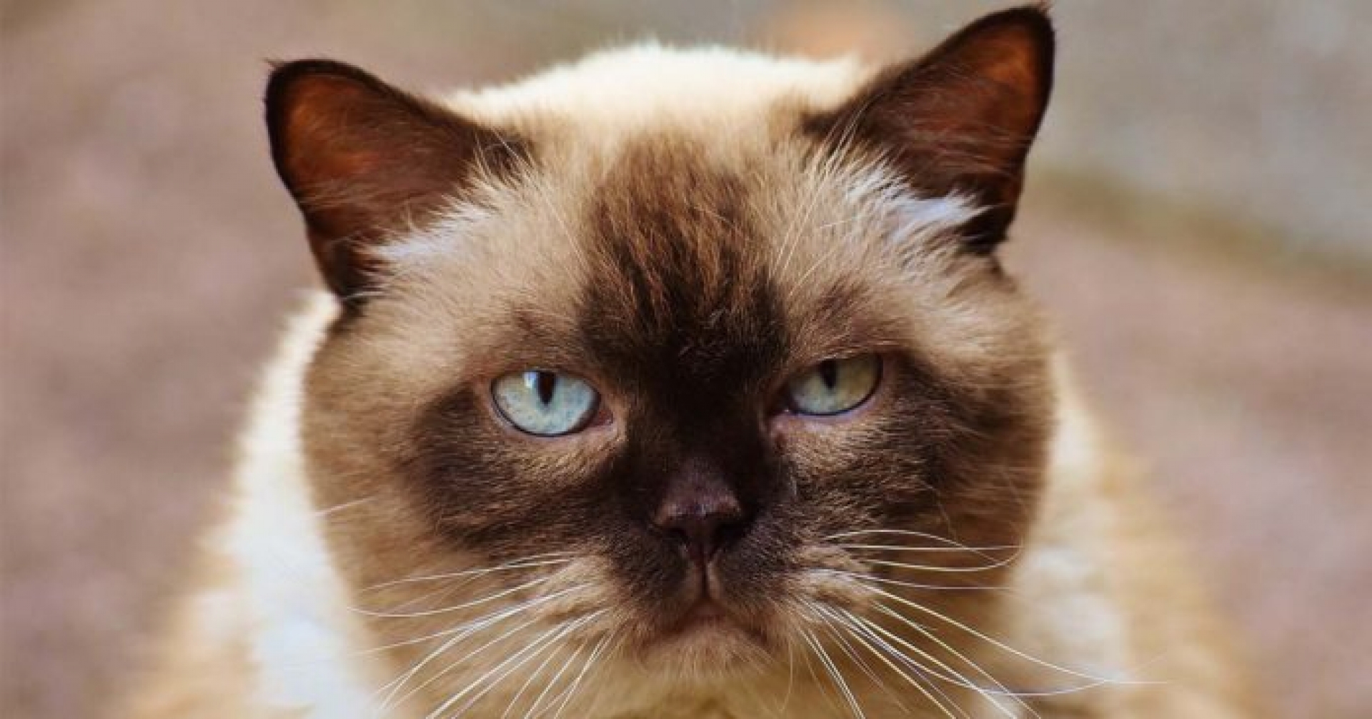 Mi gato me ataca ¿Qué debo hacer?