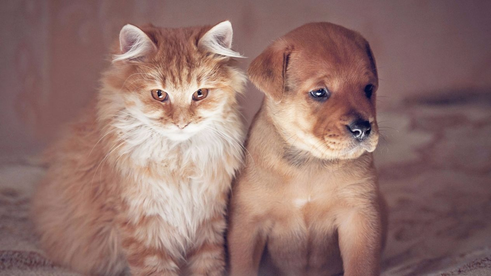 ¿Qué edad tiene tu perro o tu gato en 'años humanos'? Un veterinario te lo explica