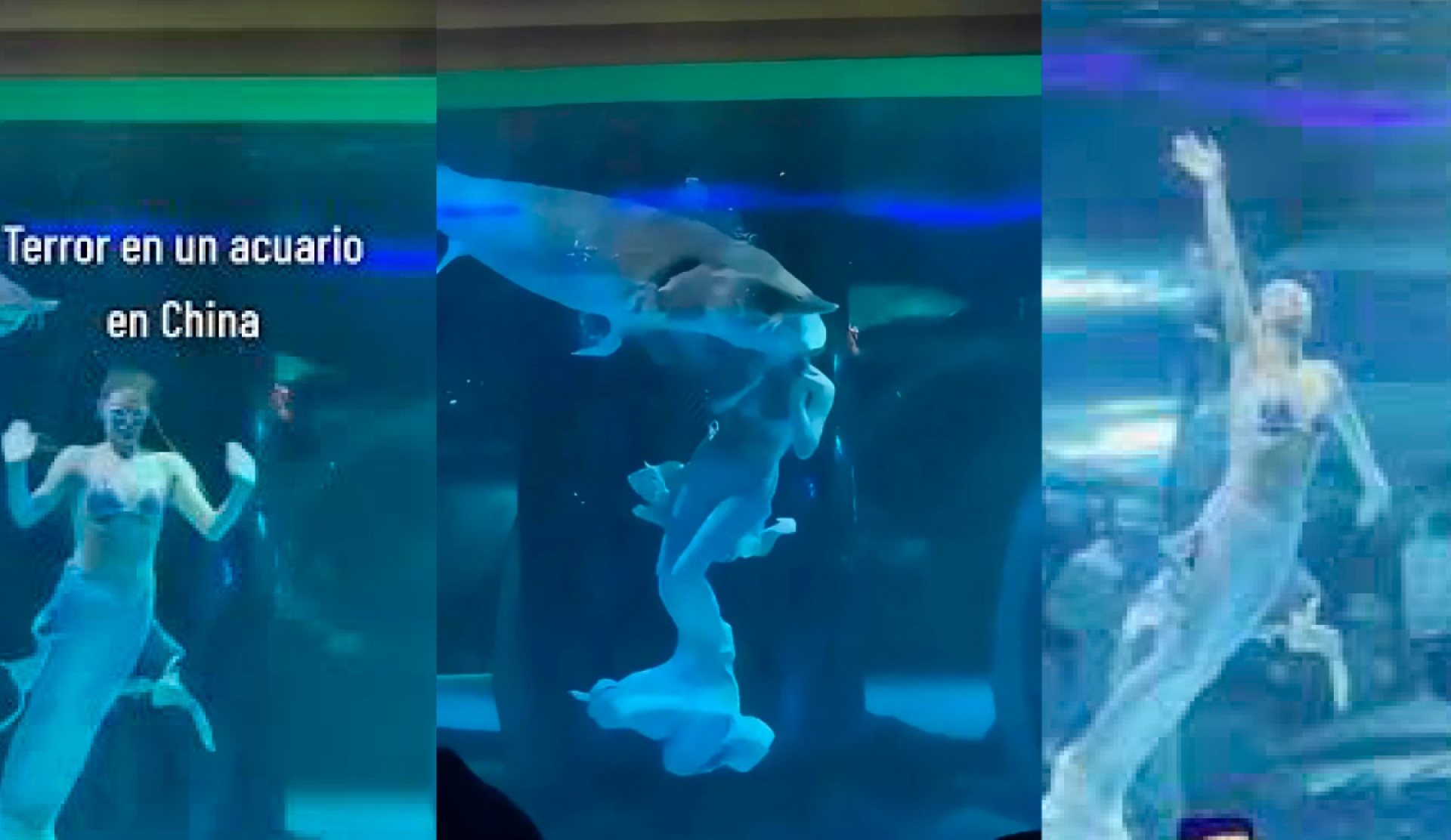 Pez gigante ataca a "sirena" en show en vivo en un acuario de China | VIDEO
