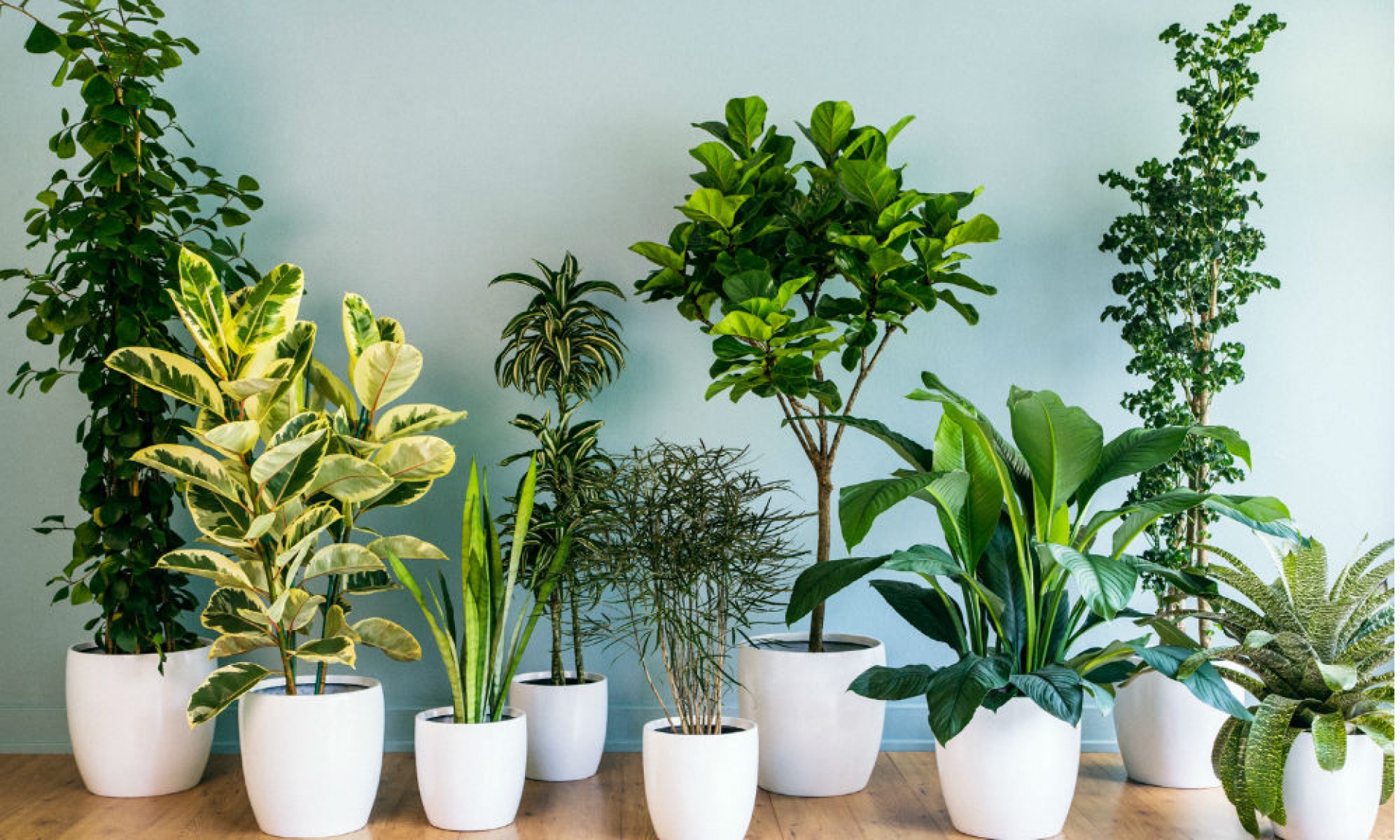 ¿Quién necesita aire acondicionado? 4 plantas que absorben el calor de tu casa