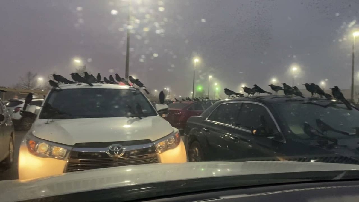 Supermercado fue invadido por miles de cuervos