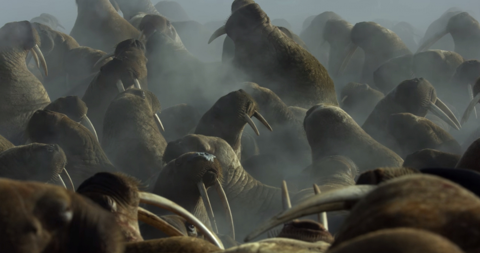 'Nuestro planeta', la serie documental de Netflix que te invita a reflexionar sobre el Cambio Climático