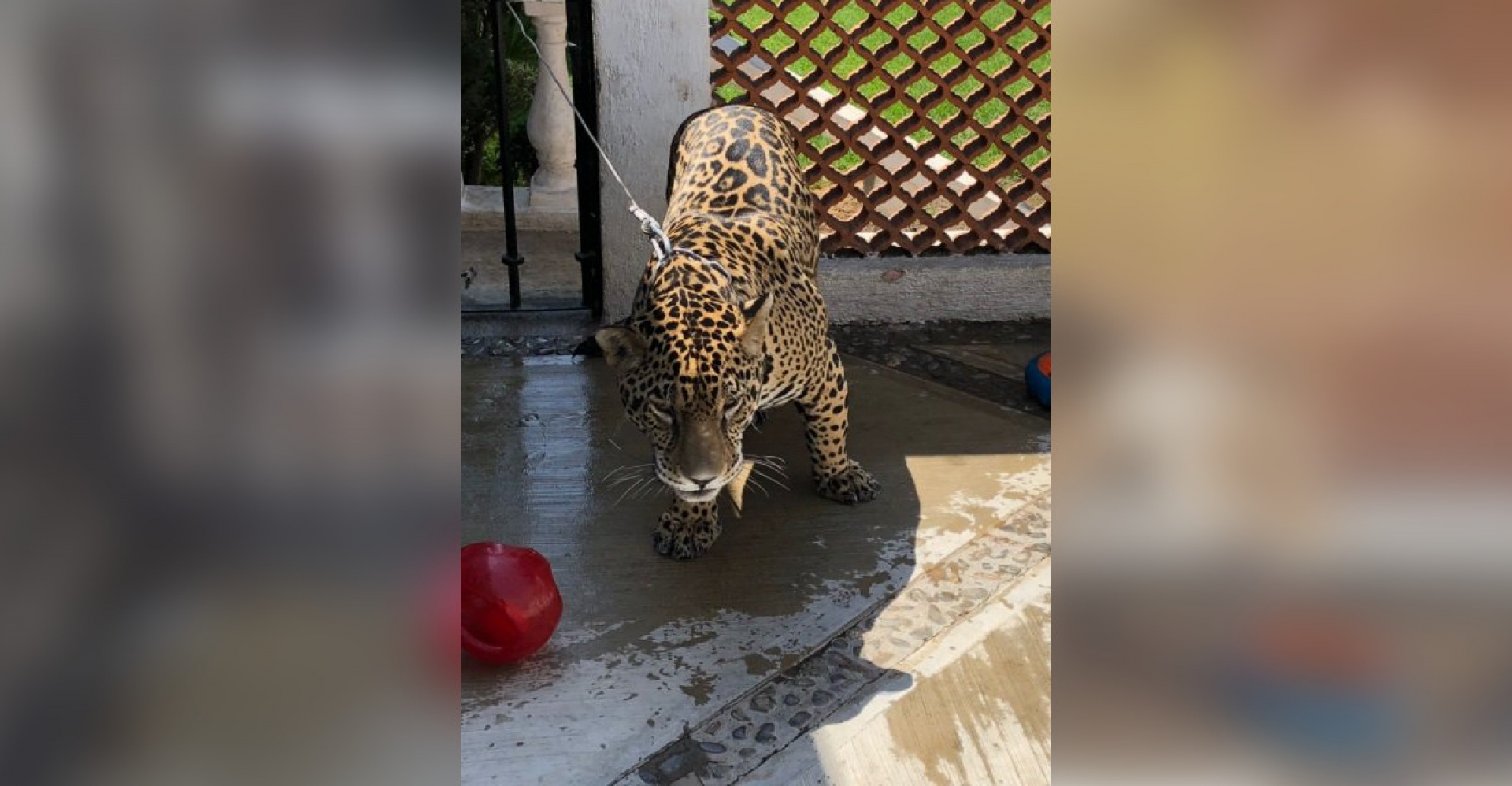 Aseguran jaguar en Cuernavaca; vivía en patio de una casa sin garras y sin colmillos