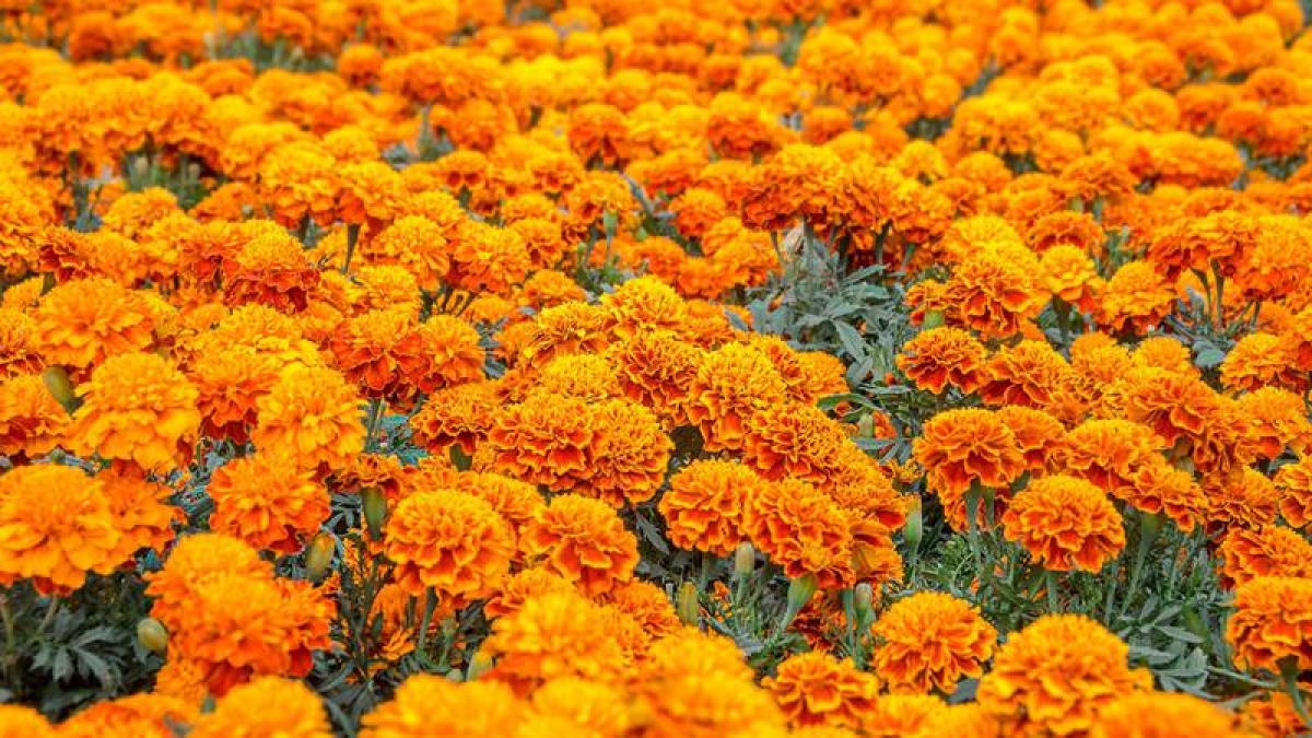 Cempasúchil: ¿Cómo identificar la flor mexicana de la china?